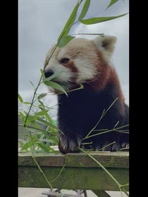 Poster for Birthday video from Nam Pang the Red Panda