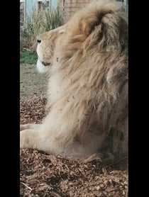 Poster for Give Thanks video from Moto The White Lion