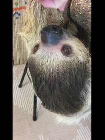 Poster for Birthday video from Lola the Sloth