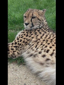 Poster for Birthday video from Willow the Cheetah