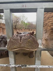 Poster for Pep Talk video from San Antonio Zoo