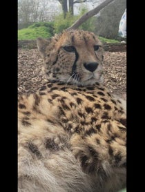 Poster for Birthday video from Willow the Cheetah