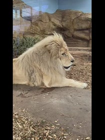 Poster for Gift video from Moto The White Lion