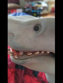 Poster for Birthday video from Sharky The Silly Puppet