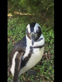 Poster for Other video from Penguins at Dallas Zoo