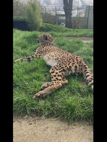 Poster for Gift video from Willow the Cheetah