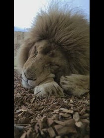 Poster for Birthday video from Moto The White Lion