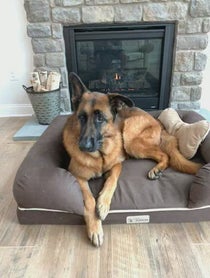 Poster for Birthday video from Theo the GSD