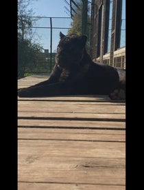 Poster for Birthday video from Maya the Jaguar