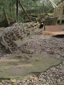 Poster for Birthday video from Jessie the Snow Leopard