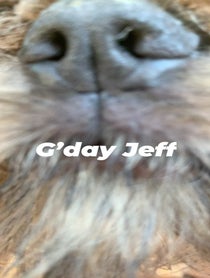 Poster for Birthday video from Howard & Ned The Griffons