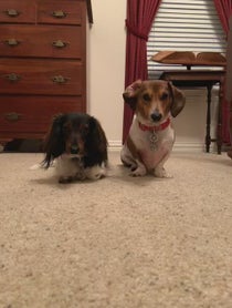 Poster for Birthday video from Ballparkdoxies