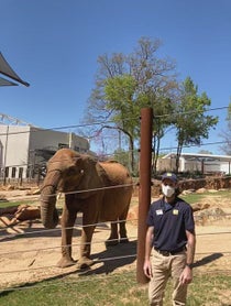 Poster for Birthday video from Kelly the African Elephant