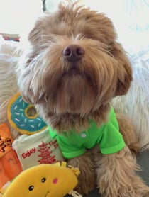 Poster for Gift video from Kody the Shihpoo