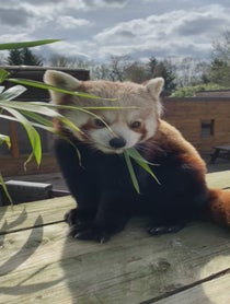 Poster for Birthday video from Nam Pang the Red Panda