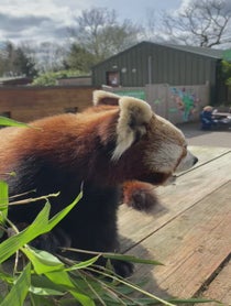 Poster for Other video from Nam Pang the Red Panda