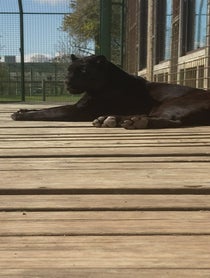 Poster for Birthday video from Maya the Jaguar