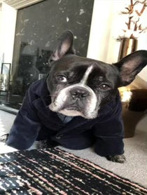 Poster for Other video from Oscar The Frenchie