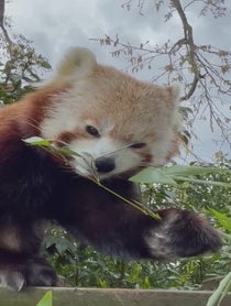 Poster for Pep Talk video from Nam Pang the Red Panda