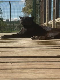 Poster for Birthday video from Maya the Jaguar