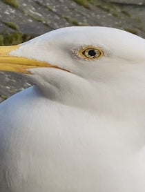 Poster for Wedding shoutout video from Steven the seagull