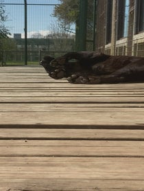 Poster for Birthday video from Maya the Jaguar