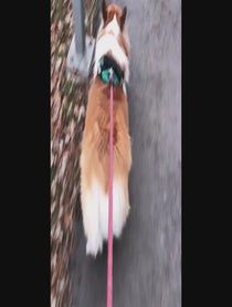 Poster for Birthday video from Hudson The Fluffy Corgi