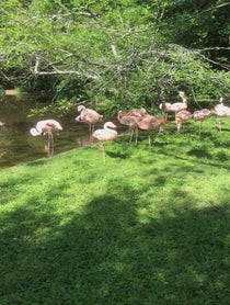 Poster for Anniversary video from Flamingos at BREC’s Baton Rouge Zoo