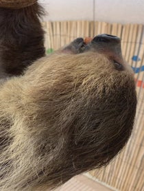 Poster for Birthday video from Lola the Sloth