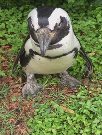 Poster for Give Thanks video from Penguins at Dallas Zoo