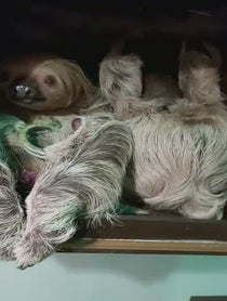 Poster for Birthday video from Mr Jingles the Sloth