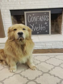 Poster for Other video from Cooper the Golden Retriever