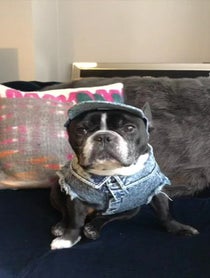 Poster for Other video from Oscar The Frenchie