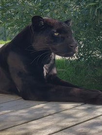 Poster for Anniversary video from Maya the Jaguar