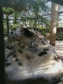 Poster for Birthday video from Jessie the Snow Leopard