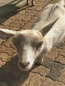 Poster for Birthday video from Pygmy Goats