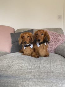 Poster for Birthday video from Cheddar & Chester