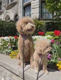 Poster for Other video from Puppy Named Charlie and Sawyer Saurus