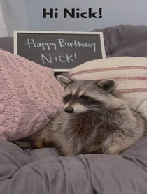 Poster for Birthday video from Tito The Raccoon