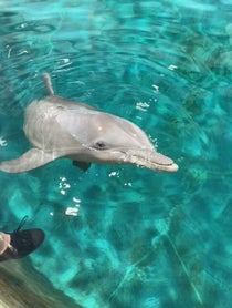 Poster for Birthday video from Winter the Dolphin & Friends