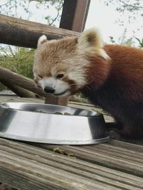 Poster for Birthday video from Nam Pang the Red Panda