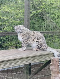 Poster for Birthday video from Jessie the Snow Leopard
