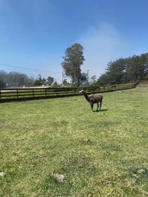 Poster for Other video from Paco the Llama