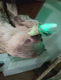 Poster for Birthday video from Mr Jingles the Sloth