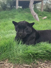 Poster for Birthday video from Maya the Jaguar