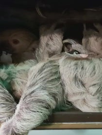 Poster for Birthday video from Mr Jingles the Sloth