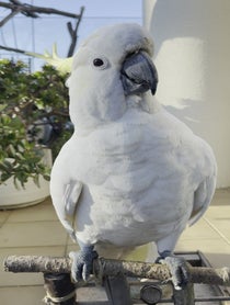 Poster for Other video from The Almond Cafe