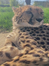 Poster for Birthday video from Willow the Cheetah