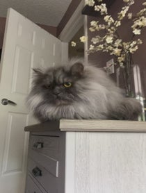 Poster for Mother's Day video from Juno The Angry Cat