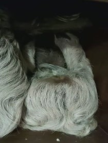 Poster for Other video from Mr Jingles the Sloth